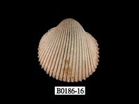 藏品(多刺鳥尾蛤)的圖片